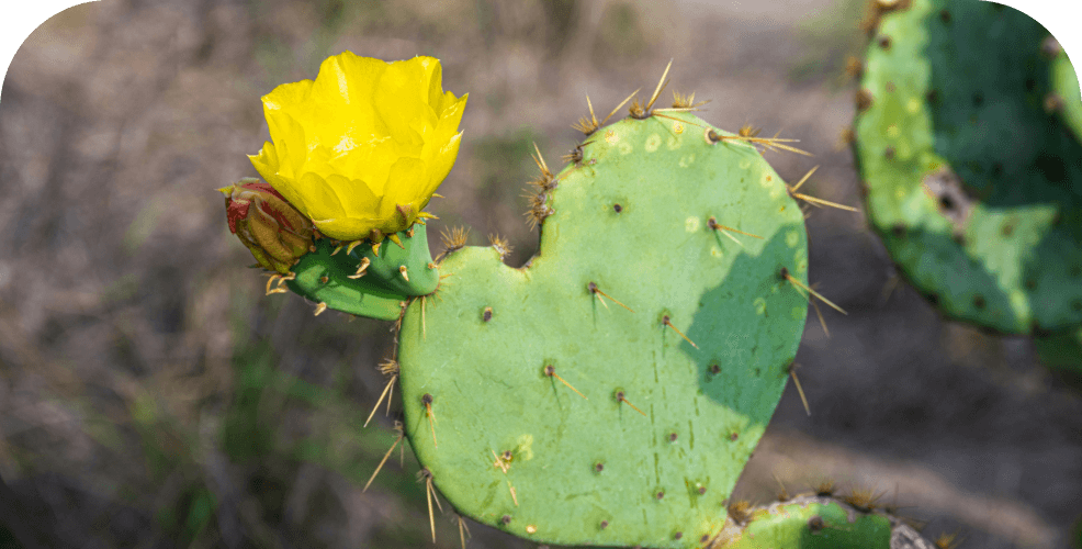 Just as a cactus protects its water with spines and thick skin, companies must guard their data against external threats. Data security involves practices and technologies to safeguard information from unauthorized access, theft, or damage. Opt for high-quality backend development services from fireup.pro and benefit from data encryption, intrusion prevention systems, regular backups, and security policies.