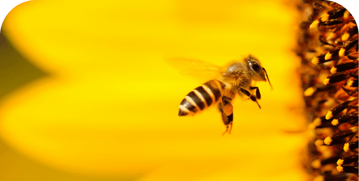 A bee, diligent and effective, brings results through precise actions. It can symbolize efficient processes that lead to conversions, which are crucial in front-end app development.