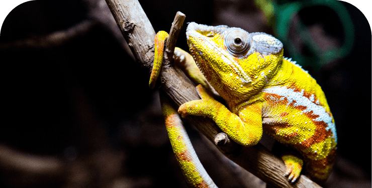 A chameleon symbolizes adaptation and the ability to adjust to different conditions, reflecting interfaces that work seamlessly across various devices and browsers. As a top front-end development agency, we pay close attention to this