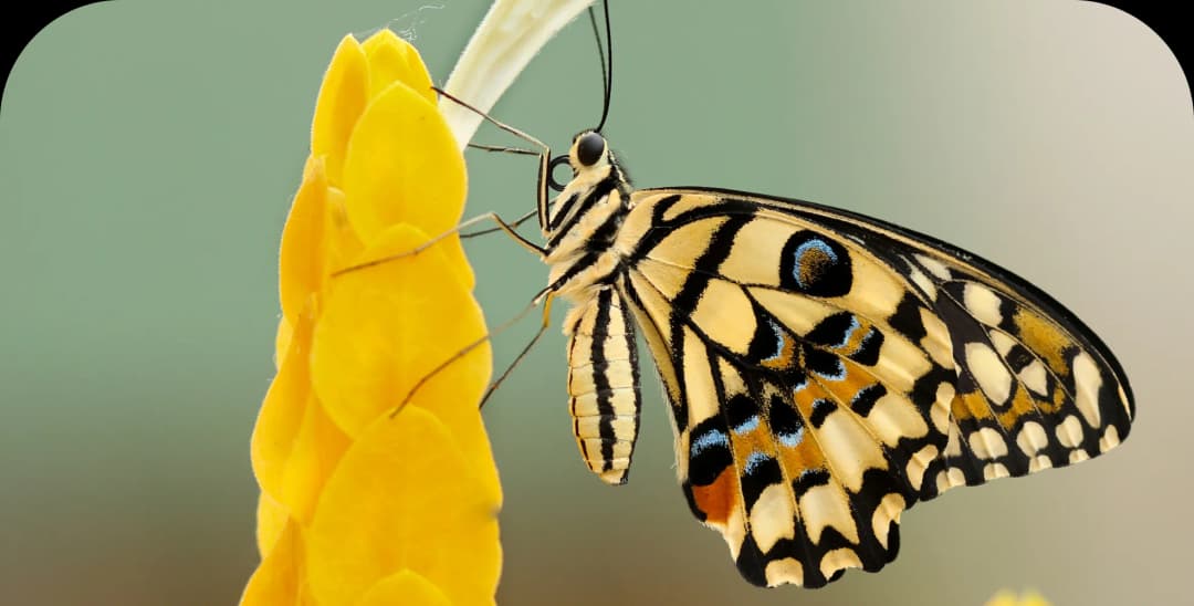 Refactoring a monolith? Just like a butterfly emerges from a cocoon, we transform legacy systems into scalable, modern solutions.