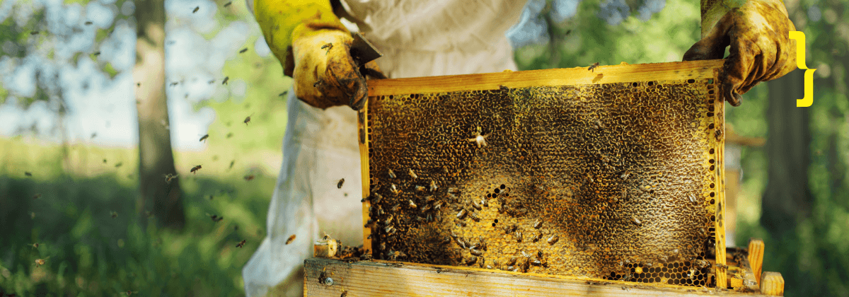 Just as bees collect nectar from various flowers, data processing involves gathering valuable information from different sources. Bees create honey – something precious, and our data processing services turn scattered data into valuable insights.