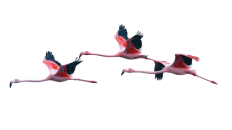 Migracja systemów IT