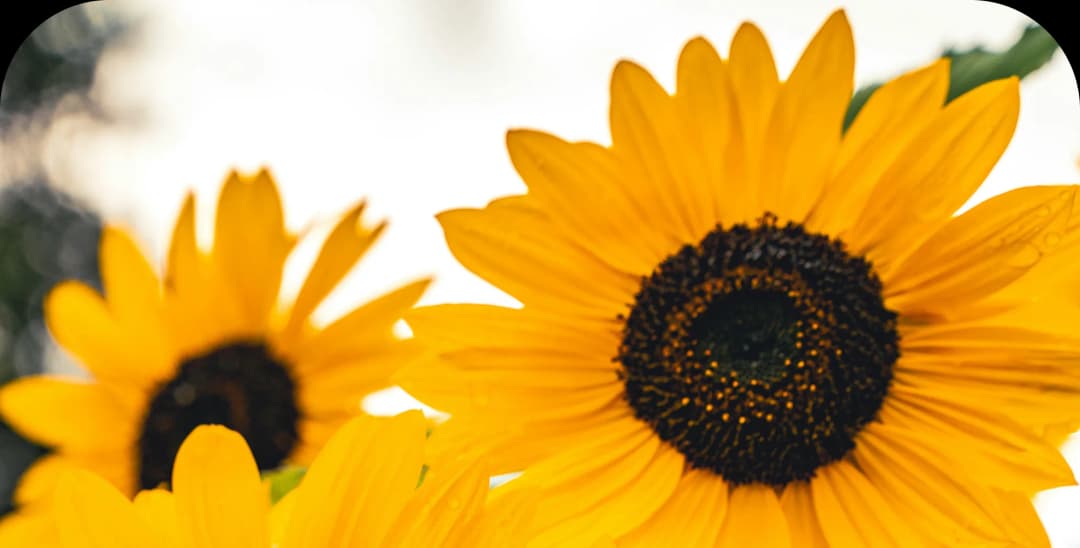 Wzrost przychodów w firmie można porównać do wzrostu kwiatów słoneczników. Tak jak słonecznik zaczyna jako małe nasionko i dzięki odpowiedniej pielęgnacji oraz sprzyjającym warunkom rośnie, sięgając wysoko w kierunku słońca, tak firma poprzez właściwe strategie, inwestycje i dbałość o klientów może stopniowo zwiększać swoje przychody.